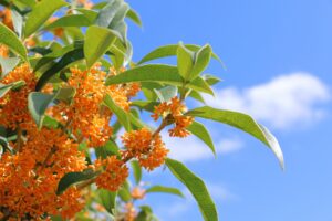 No267【令和6年拡大】中小企業の役員や個人事業主が加入できる「労災保険特別加入」とは? 法務/人事労務