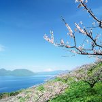 譲渡所得/自己株式
